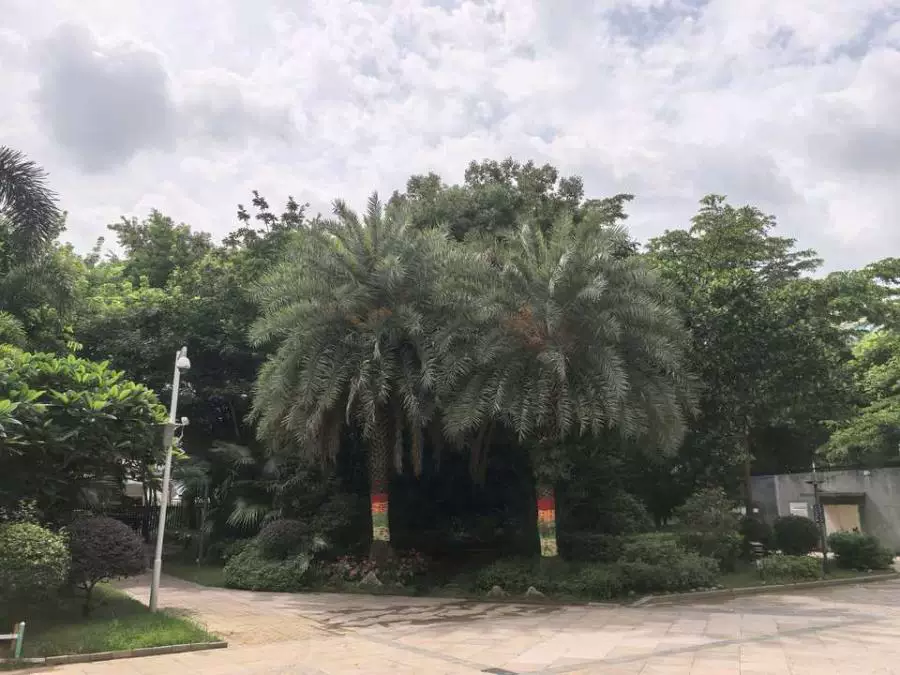 深圳市龙岗区南湾街道文峰华庭2栋2005